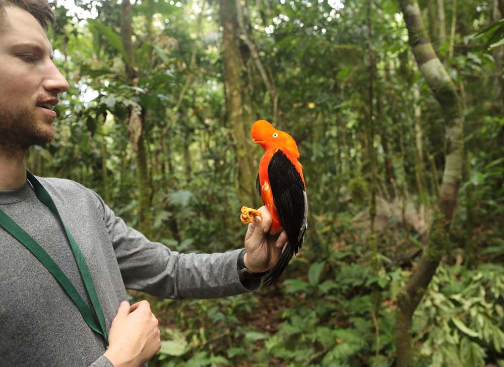 Ben Freeman and Andean Cock-of-the-rock in Peru. Photo by Graham Montgomery