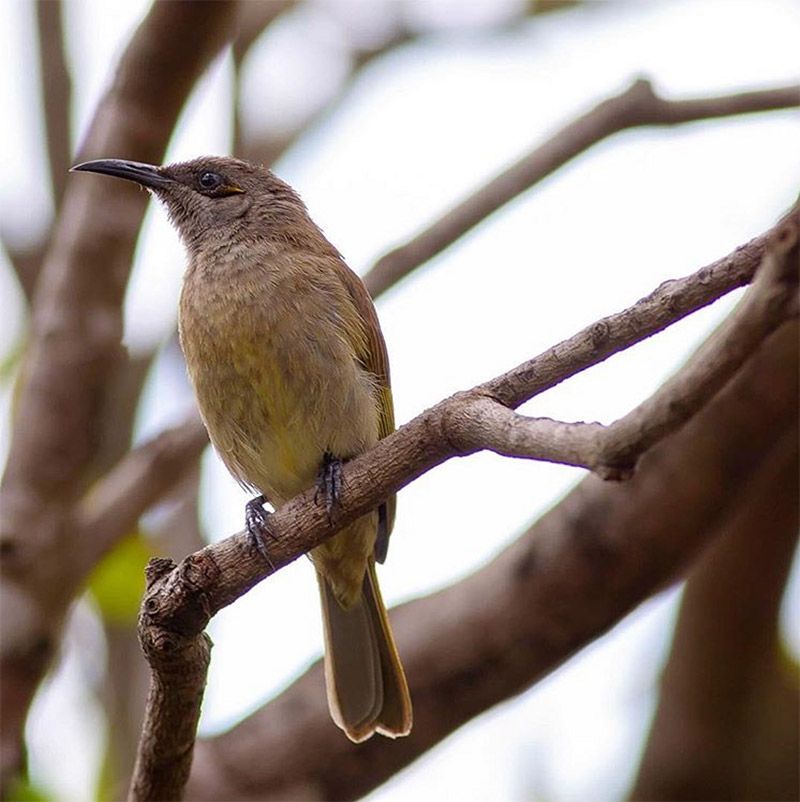 Beautiful Brown Honeyeater - intoBirds