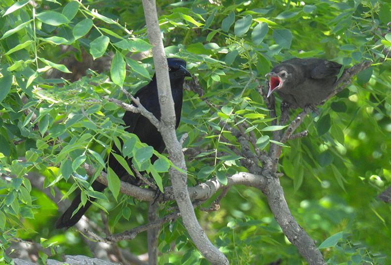 Common Grackle and fledgling grackle at Brooklyn Bridge Park