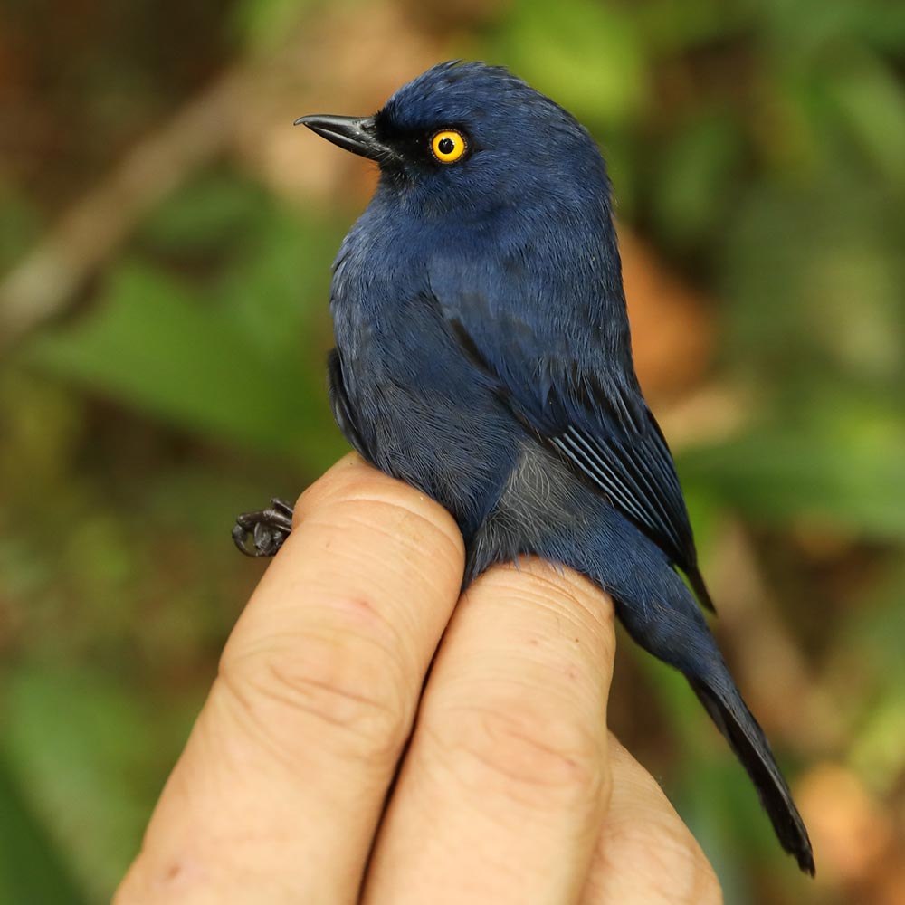 Deep-blue Flowerpiercer in Peru. Photo by Graham Montgomery