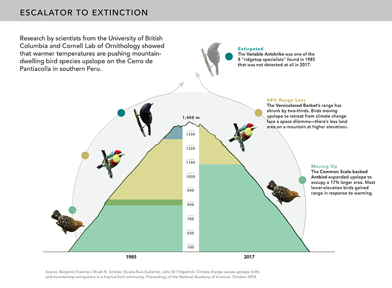 The researchers found that habitat zones have shifted upslope over the past three decades as temperatures have warmed. Birds responded by moving higher to stay within the zones to which they are adapted. Graphic by Cornell Lab of Ornithology science illustrator Jillian Ditner