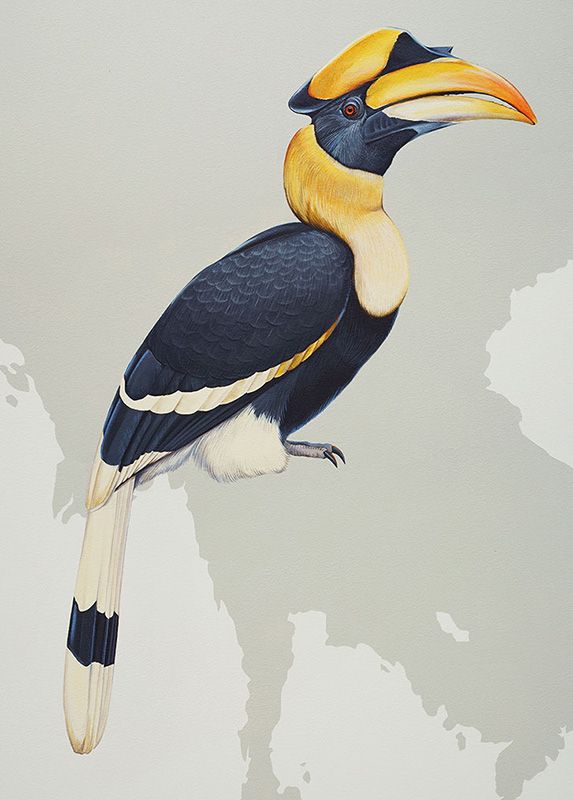 Great Hornbill. Photo credit: Ink Dwell Studio