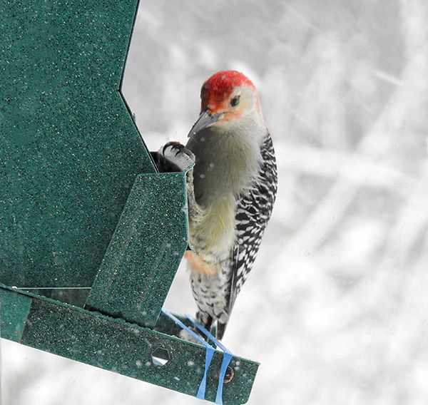 Red-bellied Woodpecker looks into the house at the bird feeder during a snowstorm