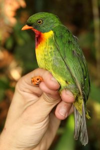 Scarlet-breasted Fruiteater in Peru. Photo by Graham Montgomery