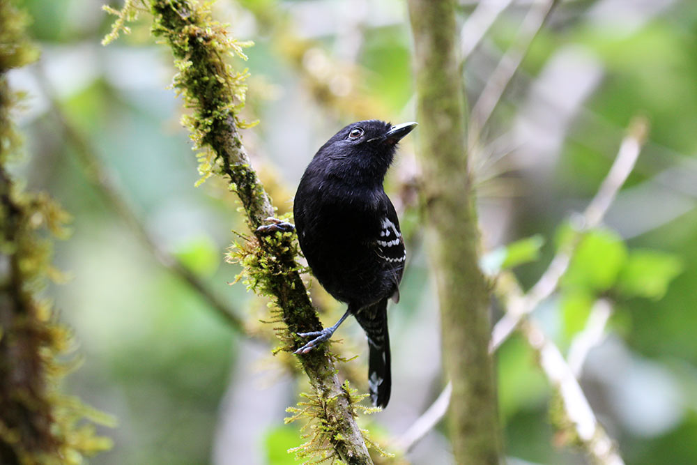 The Variable Antshrike is one of the species not found by the survey team. Image by Alexander Lees