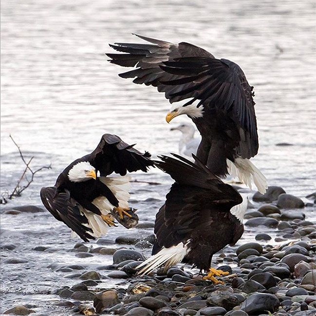 Bald Eagles on the Nooksack River in Northern Washington by @mickthompson2