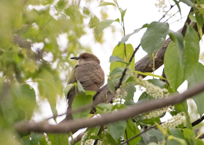 Heather spotted a Black-billed Cuckoo at Brooklyn Bridge Park this spring. Photo by Heather Wolf