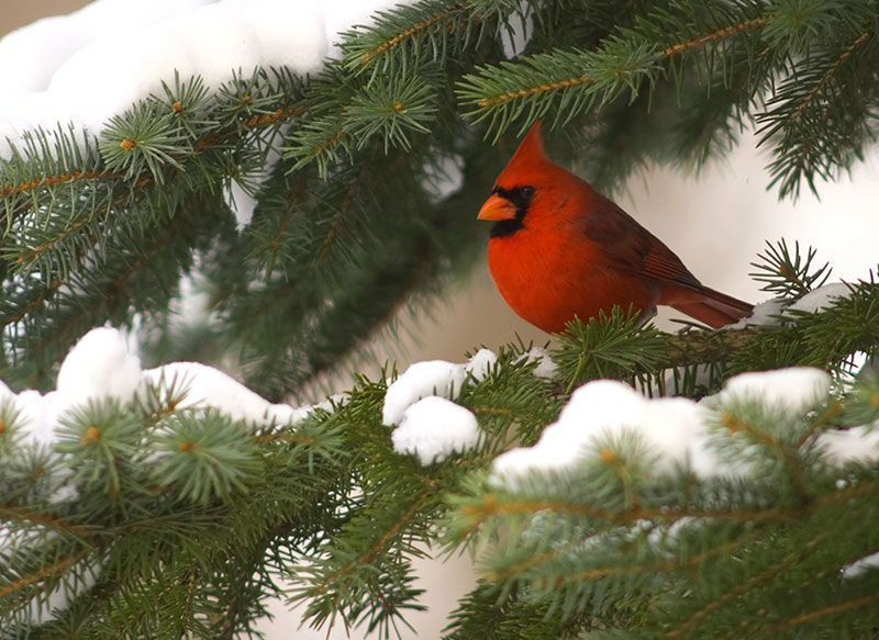 Northern Cardinal looks stunning against the backdrop of evergreens