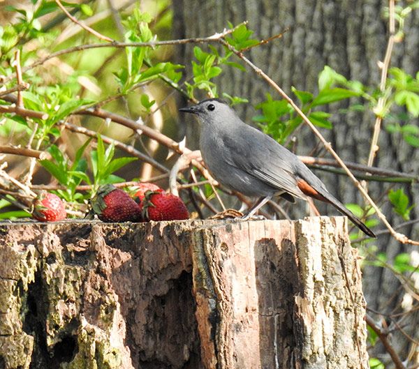 Gray Catbird enjoying some organic strawberries