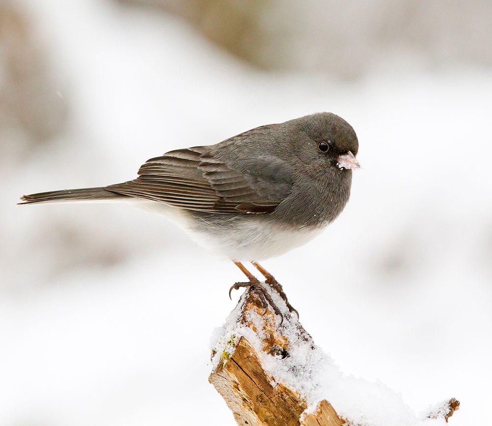 Dark-eyed Juncos use brush piles for roosting at night and for protection against predators