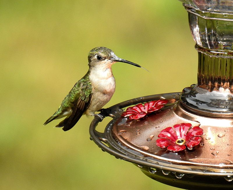 Keep sugar water feeders out for Hummingbirds and Orioles as they migrate through your area