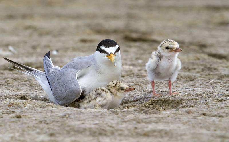 Least Tern and its chicks. This beautiful bird helped Heather fall in love with birds