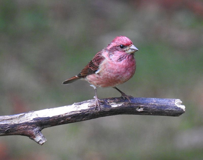 Male Purple Finches take two years to reach mature plumage, and first-year males look like females