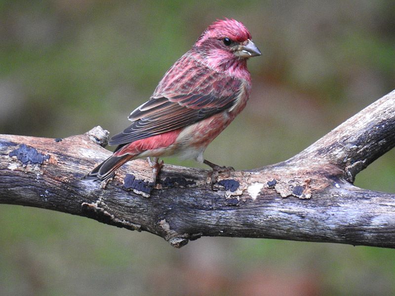 Purple Finches aren’t purple, but adult males have a raspberry red head, breast and back