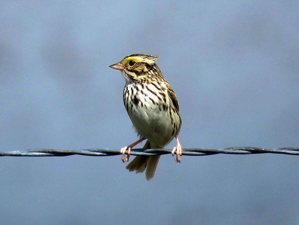 Findings provide evidence about timing of exposure to song influences vocal learning in wild birds