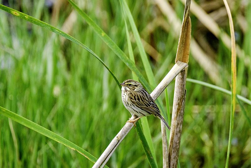 Savannah Sparrows taught new songs