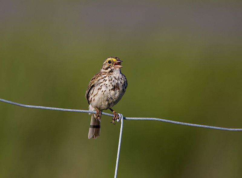 Loudspeakers succeeded in teaching Savannah Sparrows to sing