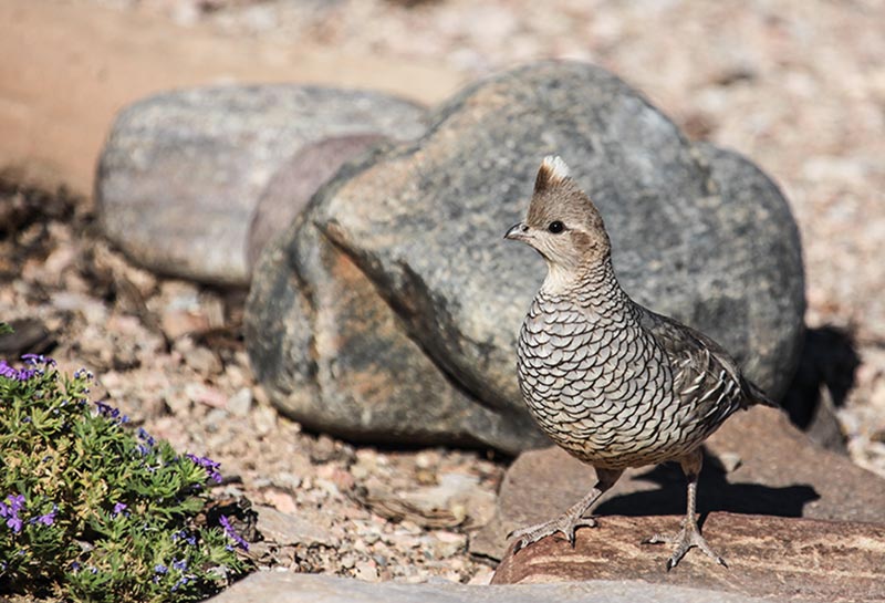 The reason for Heather's brush with Texas Police: a Scaled Quail