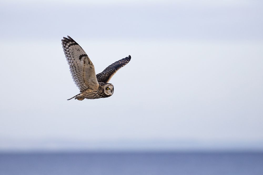 Short-eared Owls are welcomed sights