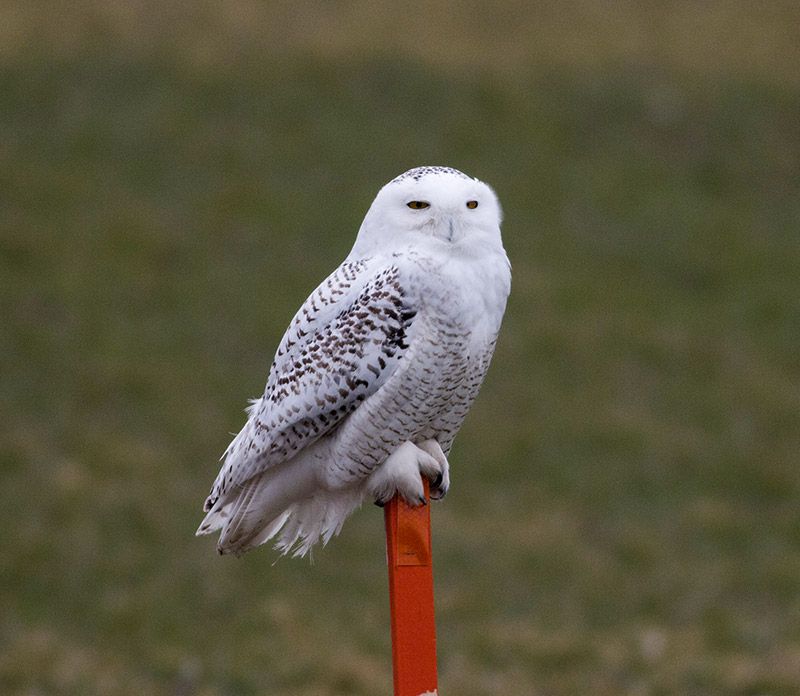 Snowy Owls are always a welcome sight to see during bird migration