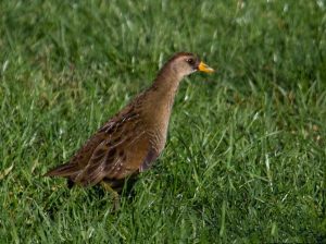 Heather spotted this Sora in the Vale Lawn at Pier 1. Photo by Heather Wolf