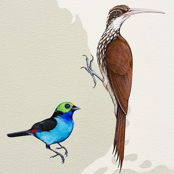 Left: Paradise Tanager Right: Long-billed Woodcreeper. Photo credit: Ink Dwell studio