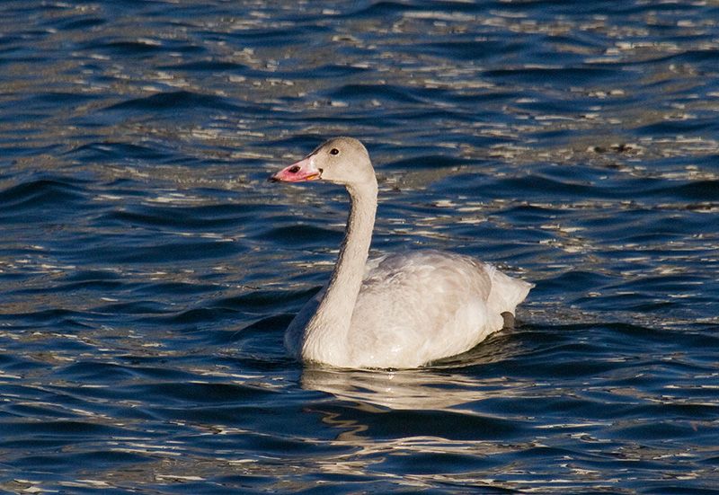 Heather spotted a Tundra Swan at Pier 5. Photo: Heather Wolf