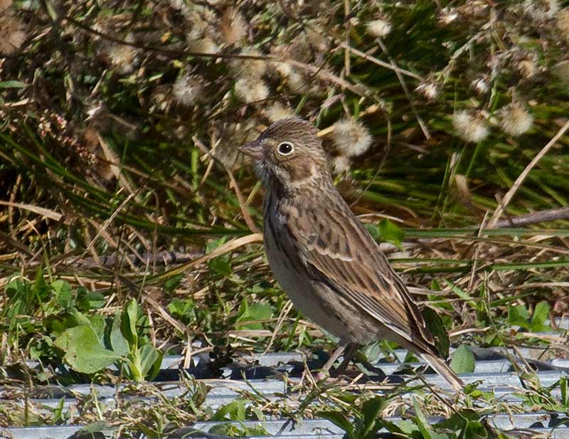 Heather spotted this Vesper Sparrow at her bird patch at Brooklyn Bridge Park at Pier 6.
Photo: Heather Wolf