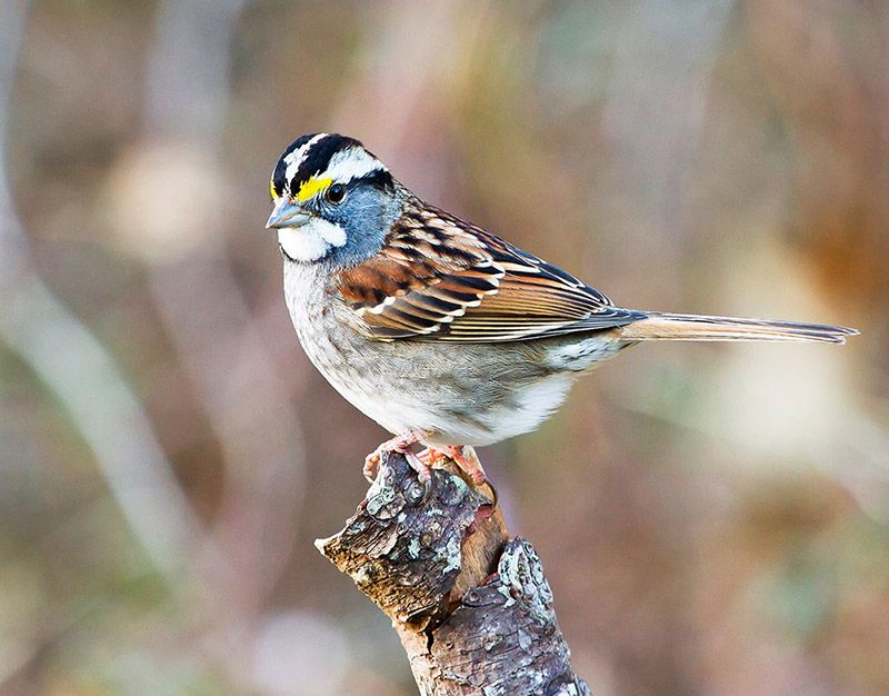 White-throated Sparrows feed on or near the ground