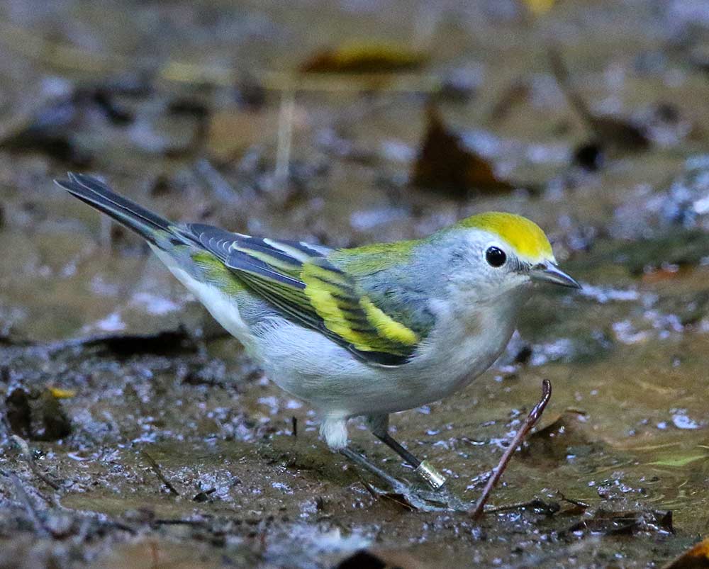 Rare Three-Species Hybrid Warbler Discovered | intoBirds