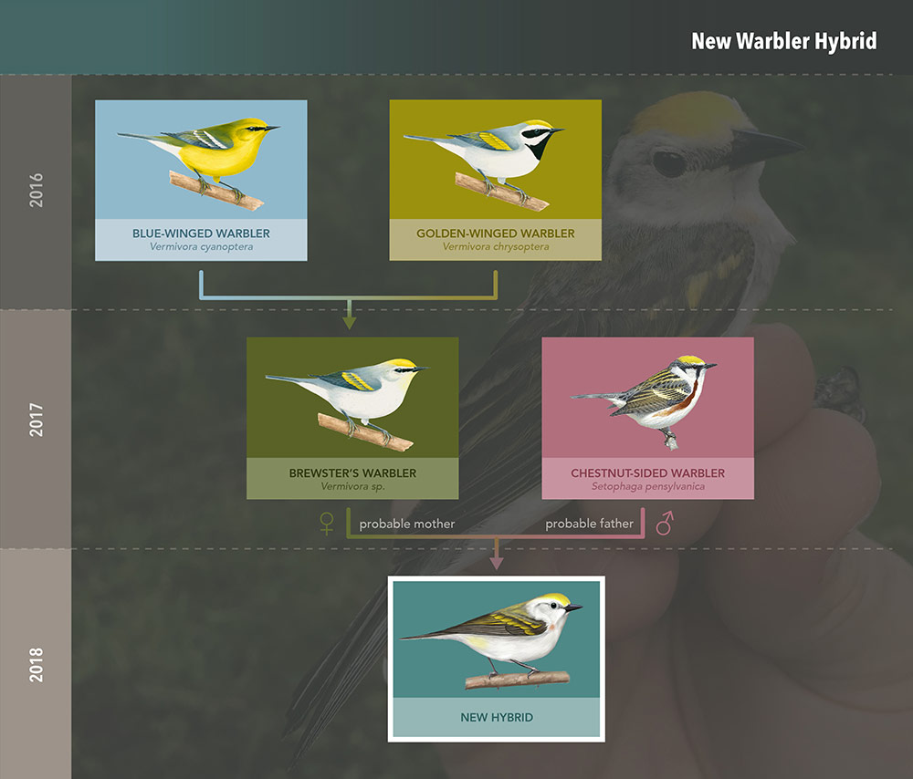 Graphic shows predicted family tree of warblers leading to the three-species hybrid. Blue-winged, Golden-winged, and Brewster's Warblers by Liz Clayton Fuller; Chestnut-sided Warbler from del Hoyo et al. (2018) Handbook of the Birds of the World Alive; new hybrid by Jillian Ditner. Graphic courtesy of the Cornell Lab of Ornithology