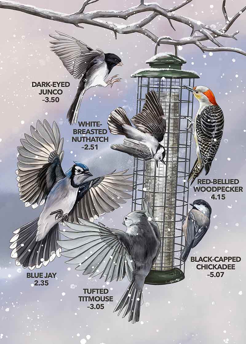 Graphic shows which of six species is more dominant relative to the others, based on data collected by FeederWatchers. Graphic by Jillian Ditner, Cornell Lab of Ornithology science iIlustrator