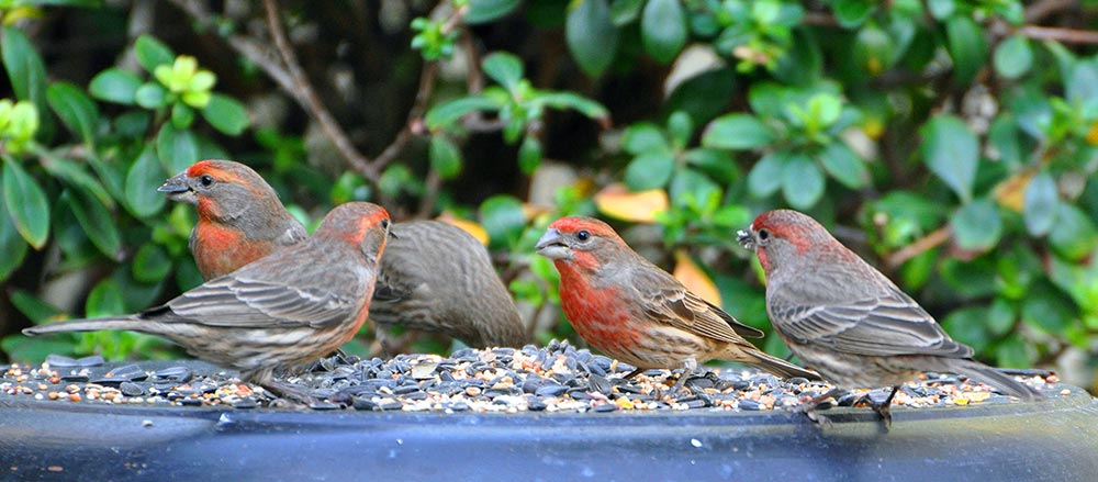 House Finches enjoying a backyard snack. Photo credit: Nancy Starczyk