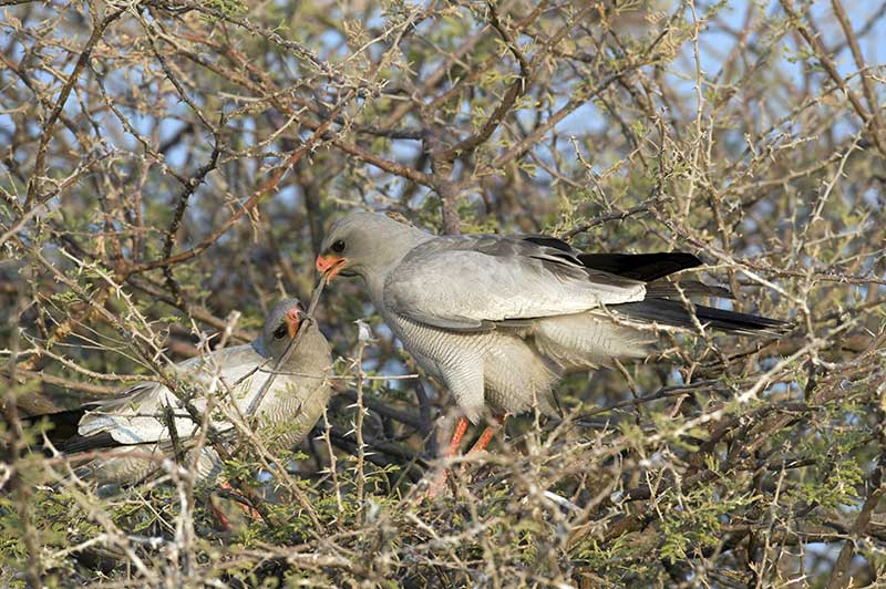 Pale Chanting Goshawks building a nest
