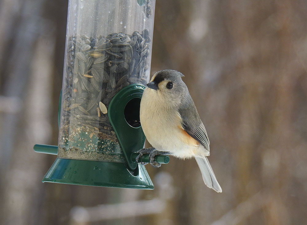 Black-oiled Sunflower Seeds will bring the Tufted Titmouse to your feeders all throughout the day