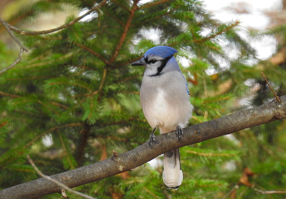 Blue Jays sound the alarm to warn other birds about the appearance of a predator