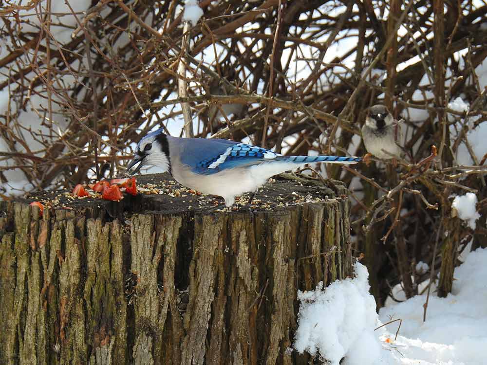 Blue Jay enjoys fresh strawberries and Black-oil Sunflower Seeds