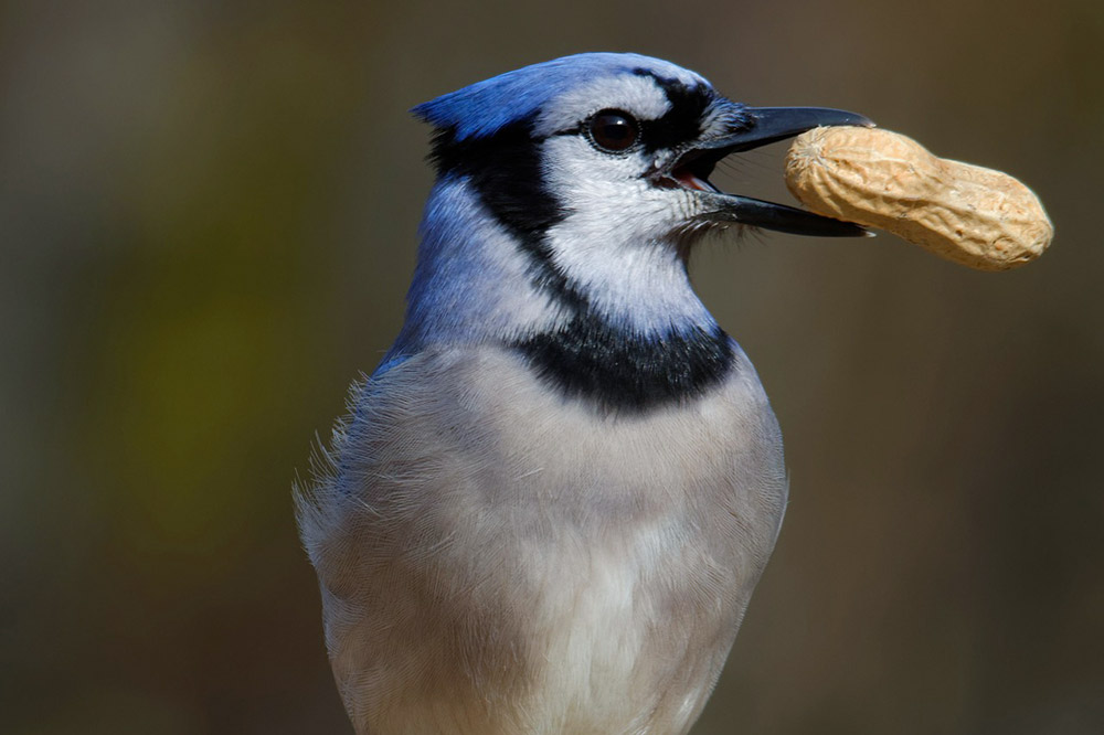 Blue Jays are always close by when peanuts are near