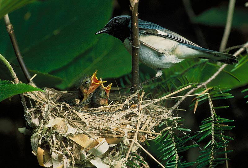 Black-throated Blue Warbler and its chicks
