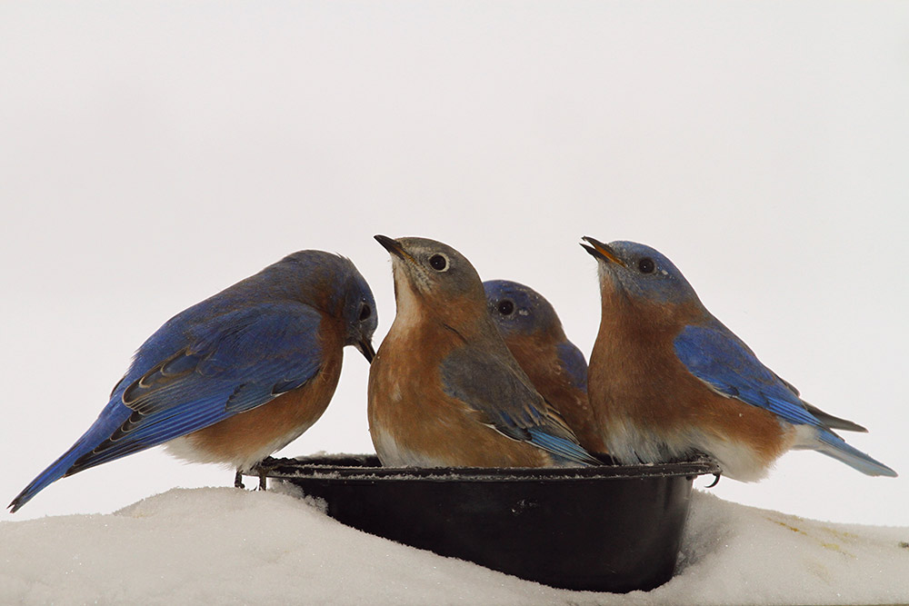 Eastern Blue birds enjoying some fresh water on a cold winter's day