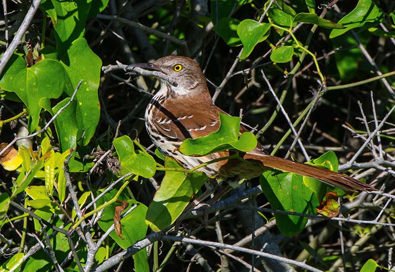 Brown Thrasher building a nest in the bushes