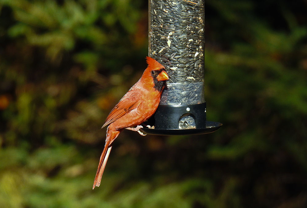 Keep your feeders stocked with Black-oiled Sunflower Seeds and you'll have many visits from Northern Cardinals