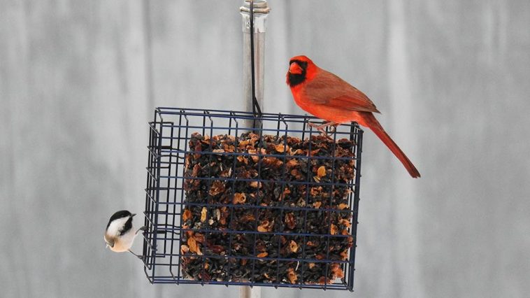 Northern Cardinal and Chickadee visiting the feeder to be counted in Project FeederWatch in a snowstorm