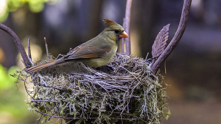 Don’t Toss That Old Bird’s Nest. Dissect It and Use Nesting Materials to Attracts Birds to your Backyard