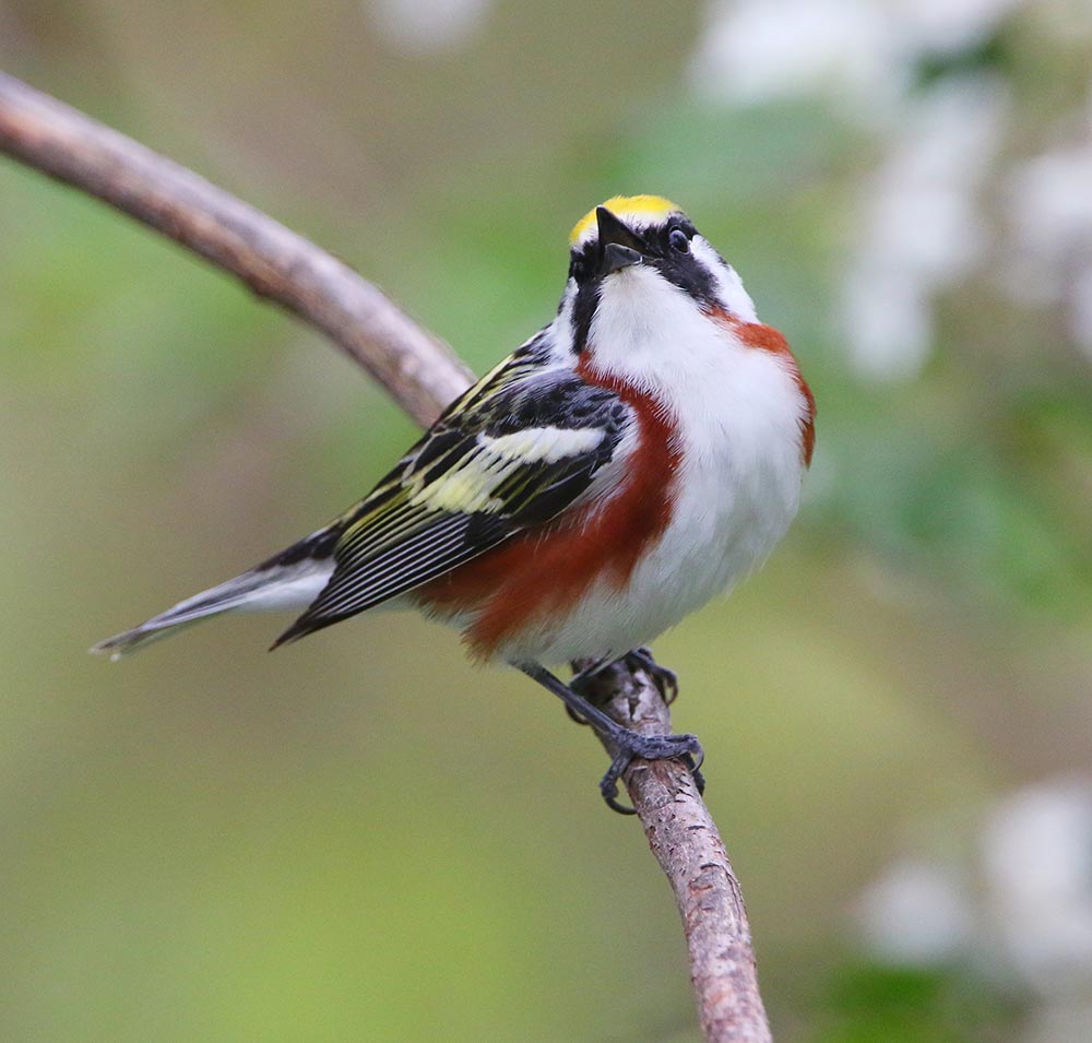 Male Chestnut-sided Warbler singing. Photo: Lowell Burket