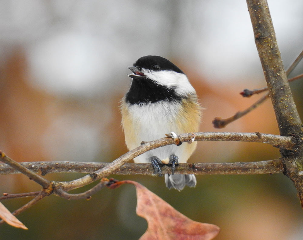 Black-capped Chickadees are sweet beautiful birds that will visit your feeder throughout the day to take one seed at a time