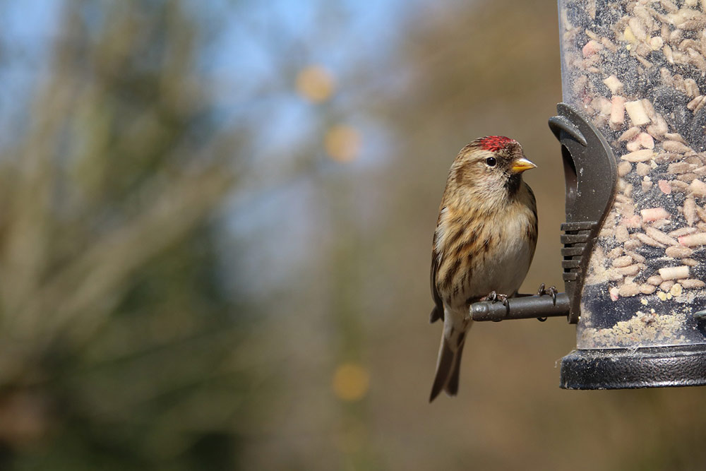 The Common Redpoll is fond of colder climates and is an unexpected guest in some parts of the country