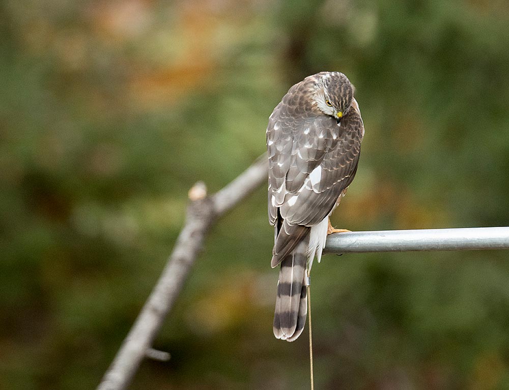 A Cooper’s Hawk has a “cap"