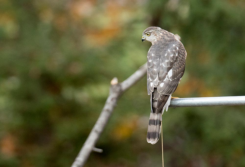 You'll be surprised by the amazing bird species you have in your backyard or bird patch