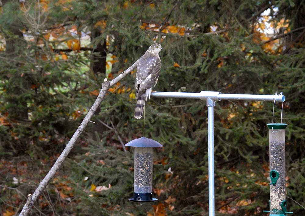 Hawk lands on bird feeder looking for songbirds